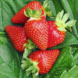 Саджанці полуниці в касеті Амі (Amy) - рання, урожайна, траспортабельная (в касеті) + Подарунок