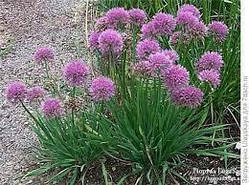 Цибуля слизун. Розсада в контейнерах Д5.