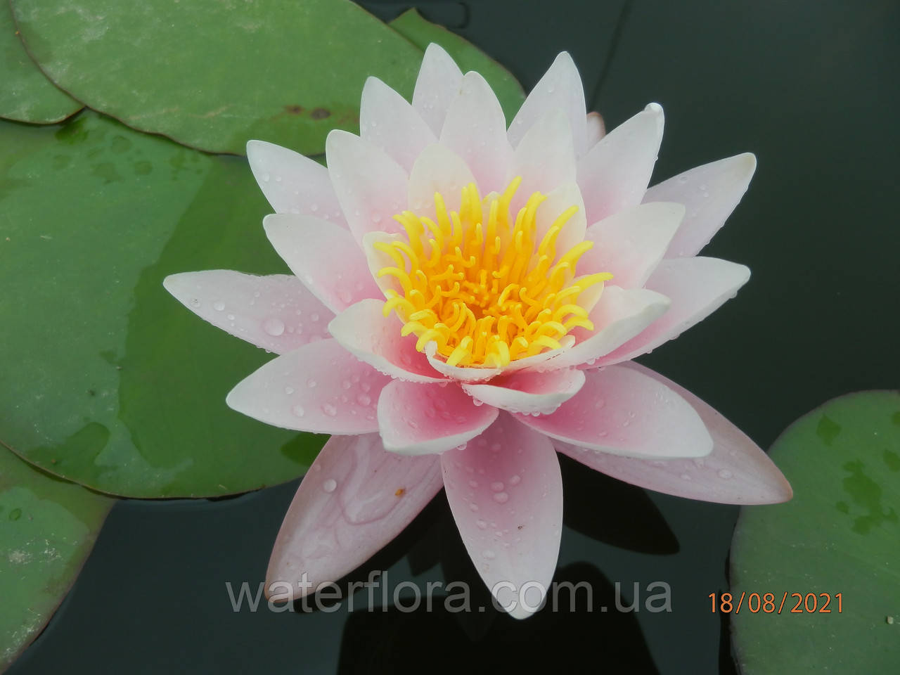 Німфея "Марліака Розеа" — Nymphaea "Marlacea Rosea"