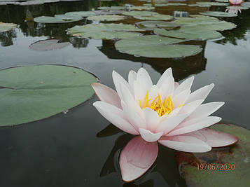 Німфея "Марліака Розеа" — Nymphaea "Marlacea Rosea" (друга ц.р.)