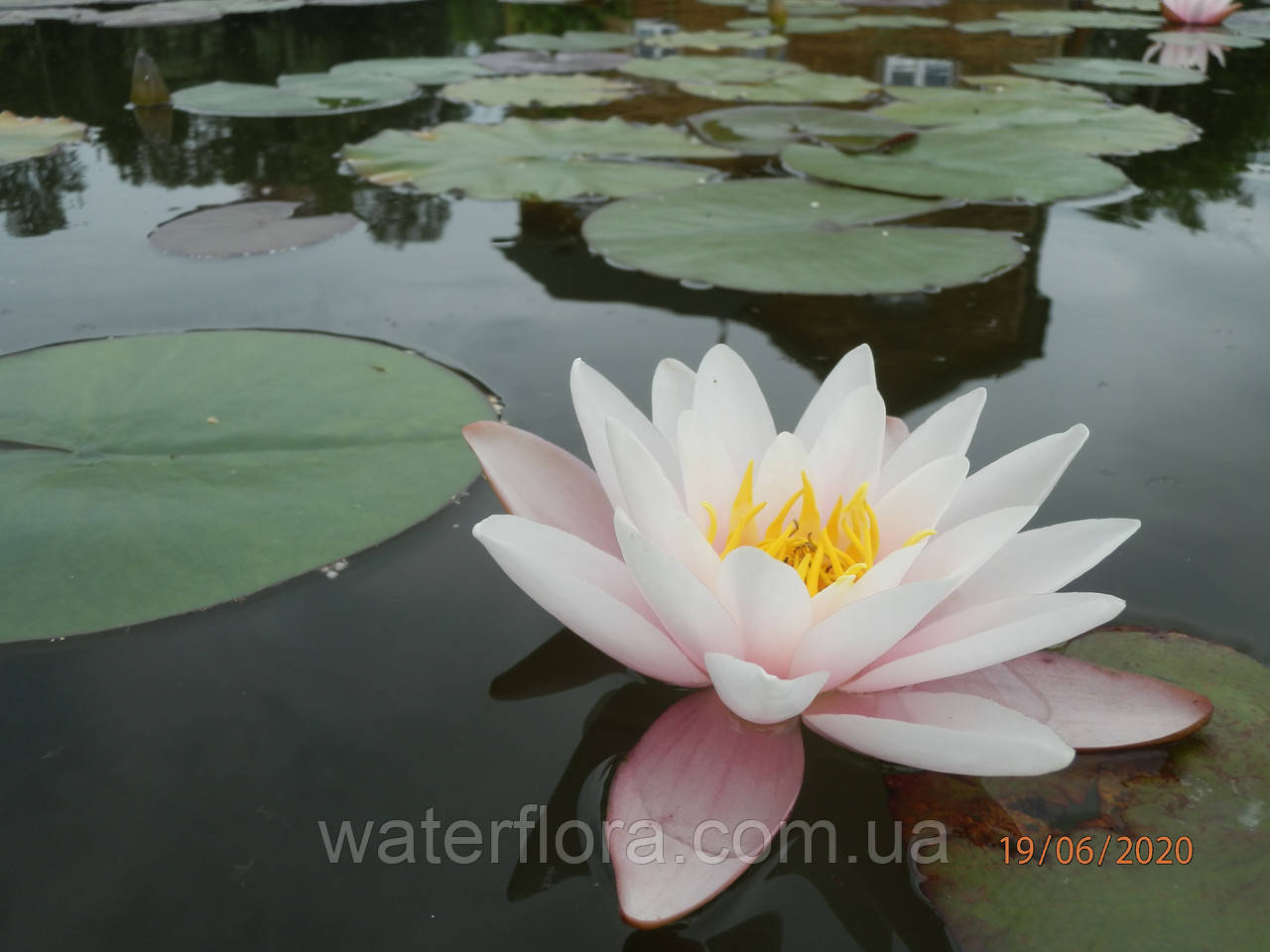 Німфея "Марліака Розеа" — Nymphaea "Marlacea Rosea" (друга ц.р.)