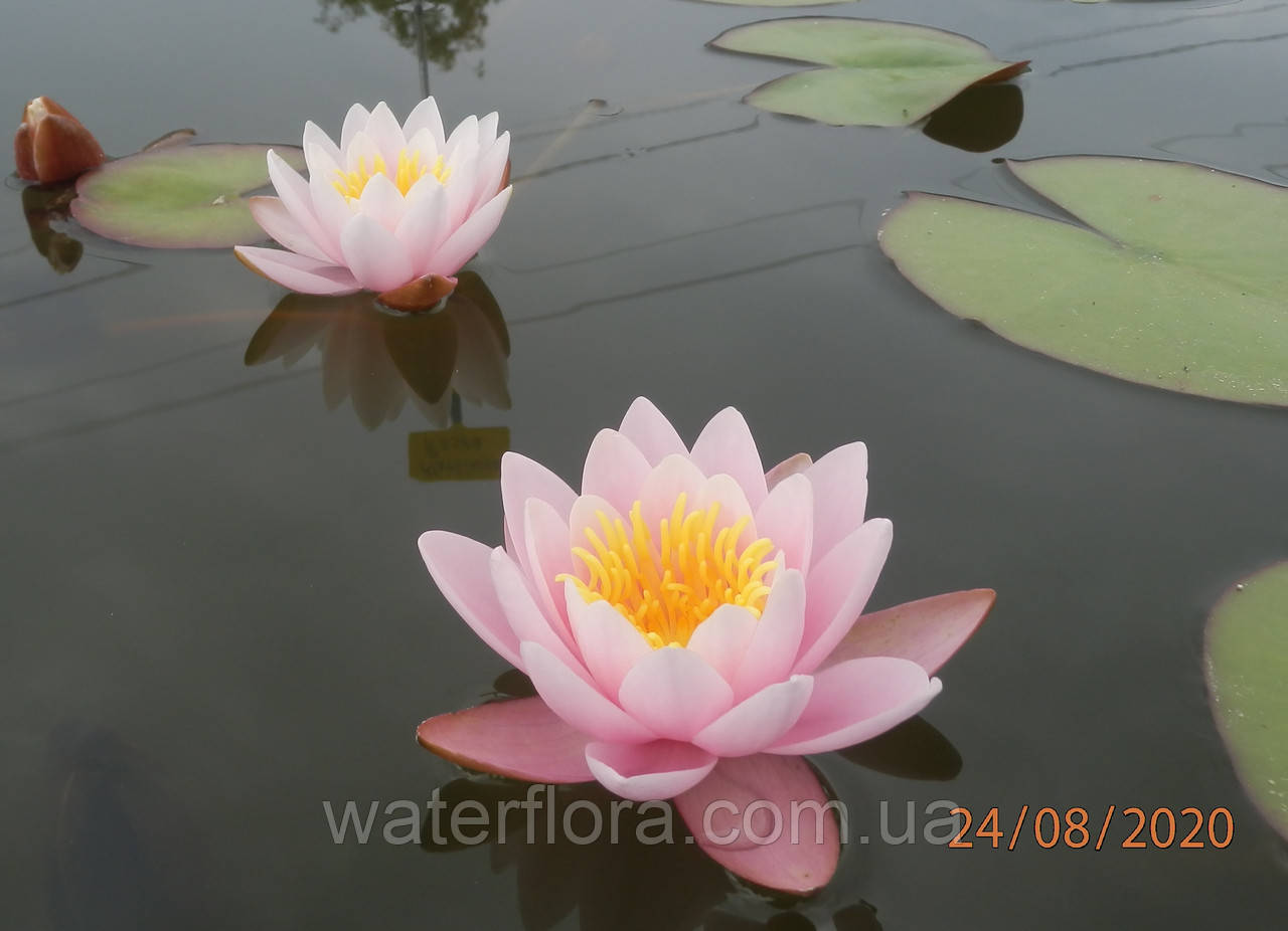 Німфея "Марліака Розеа" — Nymphaea "Marlacea Rosea" (третя ц.р.)