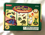 Розвиваючий набір Цикли життя (3 види) від Lakeshore, фото 2