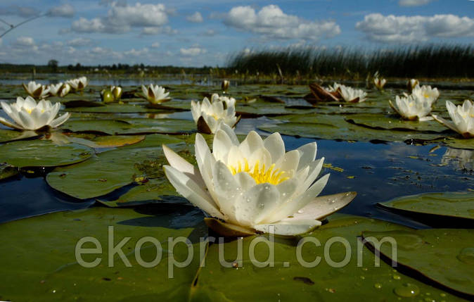 Німфеї, латаття, водяні лілії (біла), фото 2