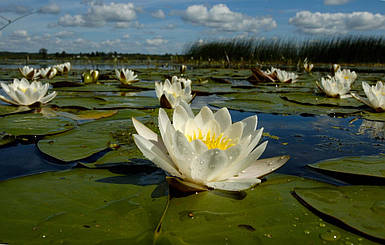 Німфеї, латаття, водяні лілії (біла)