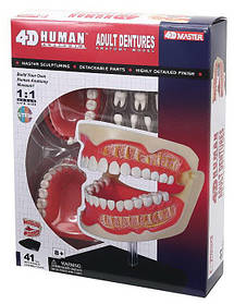 Навчальна анатомічна модель Зубний ряд людини від 4D Master