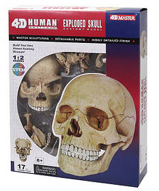 Навчальна анатомічна модель Череп людини від 4D Master (107-095)