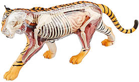 Анатомічна модель Тигр від  4D Master