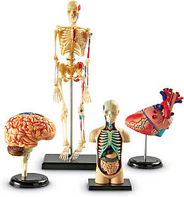Навчальний набір анатомічних моделей (4 шт) від Learning Resources