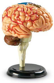 Навчальний набір Модель мозку від Learning Resources (103-462)