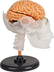 Розвиваючий набір Анатомічна модель Мозок від SmartLab Toys