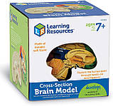 Навчальний набір Модель мозку в розрізі (2 частини) від Learning Resources, фото 6