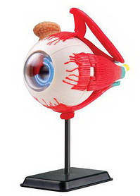 Розвиваючий набір анатомічний конструктор Очне яблуко (14 см) від Edu-Toys