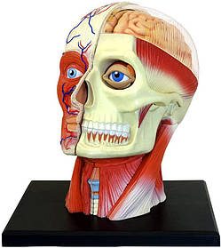 Анатомічна модель  Голова людини від 4D Master