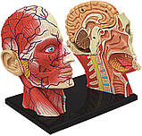 Анатомічна модель  Голова людини від 4D Master, фото 3