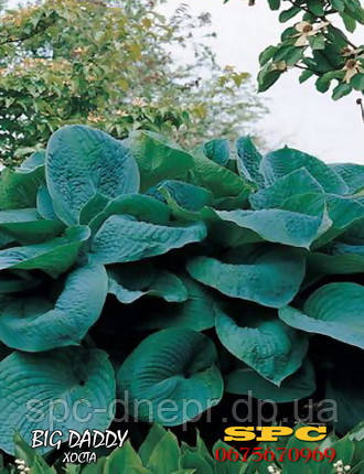 Хоста Big Daddy, фото 1
