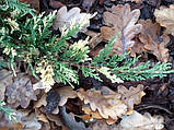 Яловець ялівець горизонтальний козацький Варієгата 20 см 3л Juniperus horizontalis Variegata, фото 3