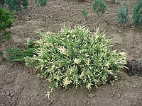 Можжевельник верес горизонтальный Вариегата 20 см 3л Juniperus horizontalis Variegata
