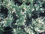 Яловець ялівець горизонтальний козацький Варієгата 20 см 3л Juniperus horizontalis Variegata, фото 7