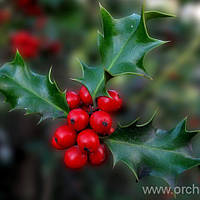 Саженцы Падуб вечнозеленый, Ilex aquifolium