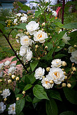 Троянда Ватерлоо (Rosa rugosa Waterloo) Шраб, фото 3