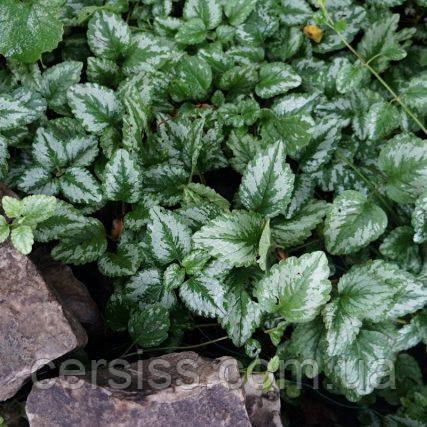 Грунтопокривні квіти Зеленчук Жовтий саджанці в горщику, Lamium galeobdolon