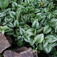 Грунтопокривні квіти Зеленчук Жовтий саджанці в горщику, Lamium galeobdolon