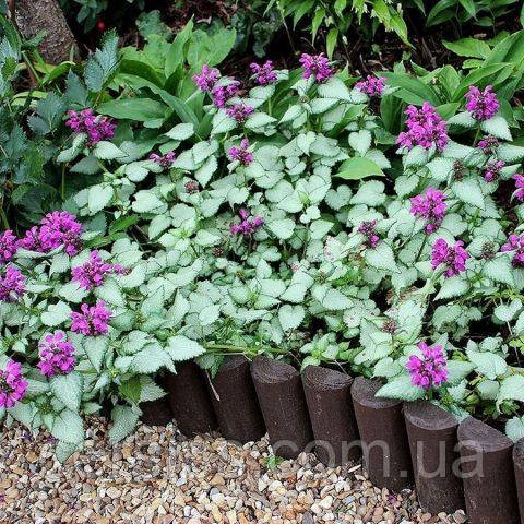 Килимові рослини Глуха кропива Крапчаста саджанець в горщику, Lamium maculatum, фото 1