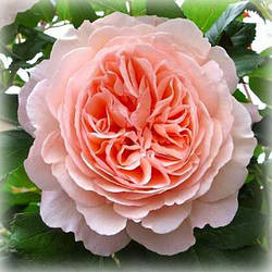 Троянди осінь 2025р