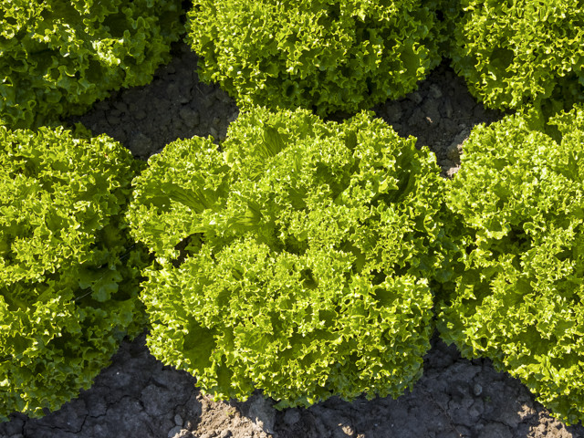 Насіння салату Ілема (Ilema) Enza Zaden 1000