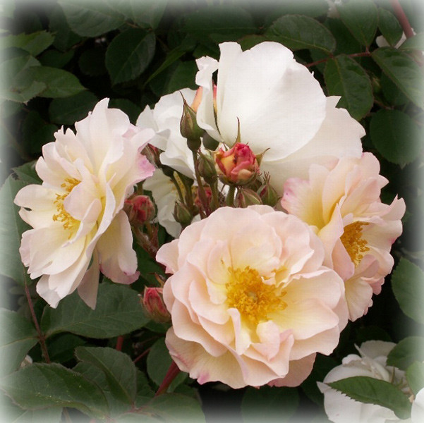 Троянда мускусна Пенелопа (Penelope), фото 1