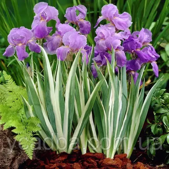 Ірис щетинистий Variegata, фото 1