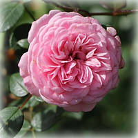 Роза плетистая Старлет роуз Ева (Starlet-Rose Eva)