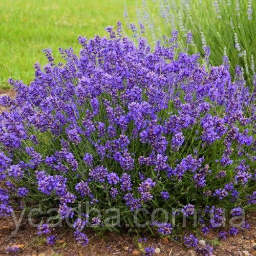 Лаванда вузьколиста Ізіда (горщик 0,5л), фото 1