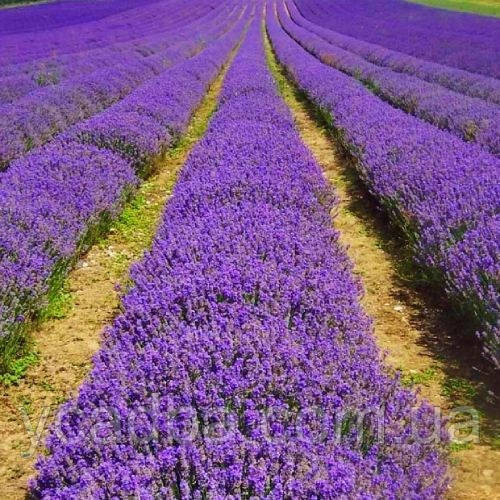 Лаванда Манстед (горщик 0,5л), фото 1