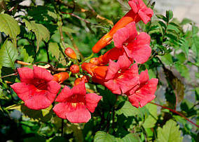 Кампсіс (Campsis)