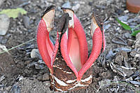 Гіднора абіссінська насіння Hydnora abyssinica насіння 2 шт