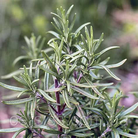 Розмарин, Rosmarinus officinalis, цена 45 грн — Prom.ua (ID#1653017392)