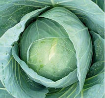 Насіння капусти Бухарест (Buharest) F1, 2500 шт., білокачанної середньої