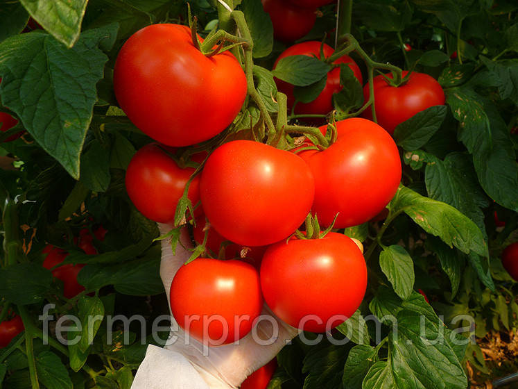 Насіння томат Корвінус F1 500 насіння від Seminis