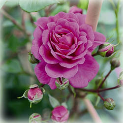 Троянда плетиста Старлет Роуз Меліна (Starlet Rose Melina)