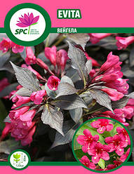 Вейгела Evita