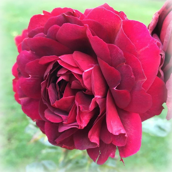 Троянда плетиста Хайгроув (Highgrove), фото 1