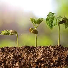 Органічні добрива