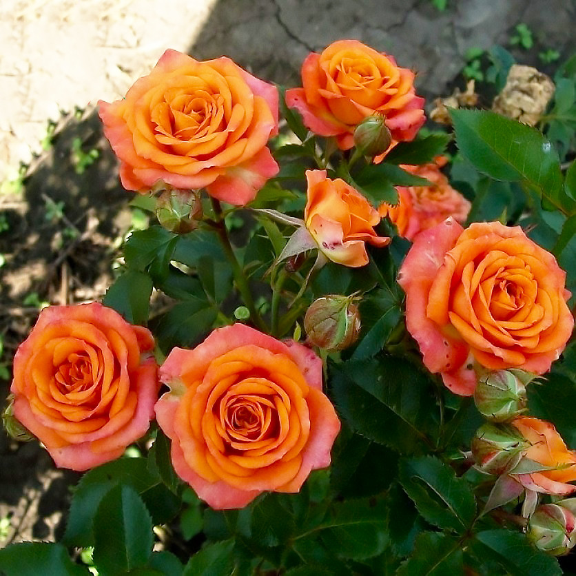 Саджанці спрей троянди Бебі (Baby), фото 1