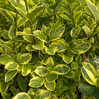 Саджанці Бирючини звичайної Варіегата (Ligustrum variegata) Р9