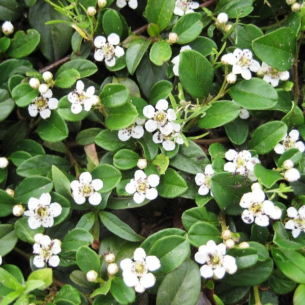 Саджанці Кизильника горизонтального Даммера Майор (Cotoneaster dammeri Major)