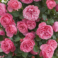 Саджанці троянди флорибунда Леонардо да Вінчі (Rose Leonardo de Vinci)