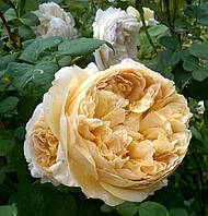 Саджанці англійської троянди Чарльз Дарвін (Rose Charles Darwin)