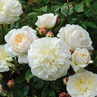 Саджанці англійської троянди Транквіліті (Rose Tranquillity)